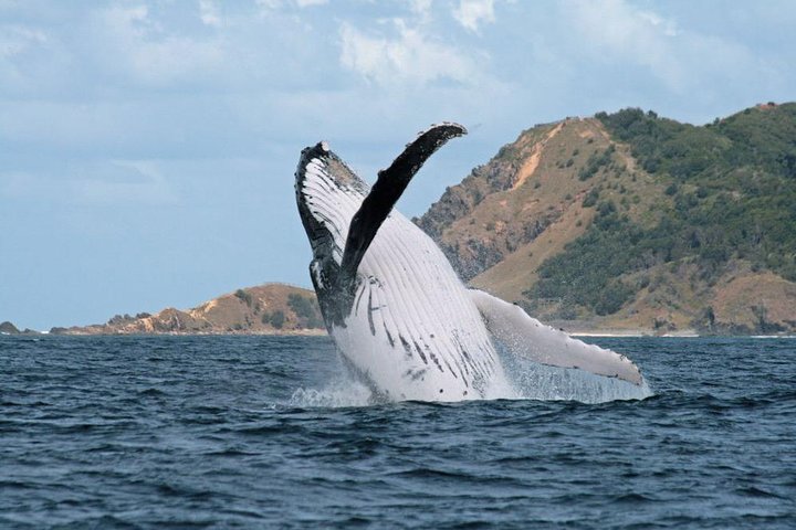Byron Bay Whale Watching Cruise - New South Wales Tourism 